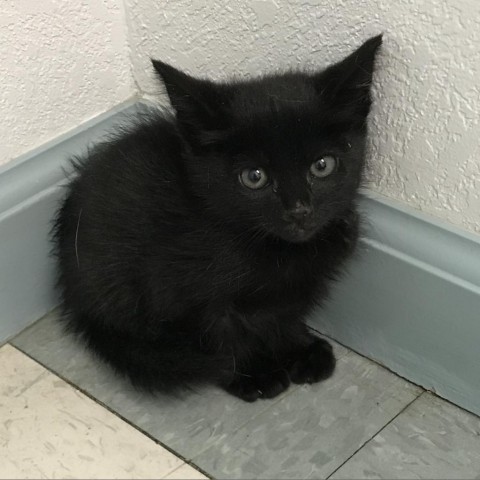 Brook, an adoptable Domestic Medium Hair in Mount Shasta, CA, 96067 | Photo Image 4