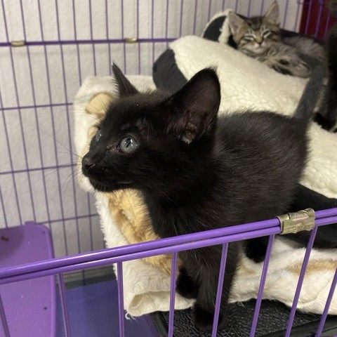 Brook, an adoptable Domestic Medium Hair in Mount Shasta, CA, 96067 | Photo Image 5