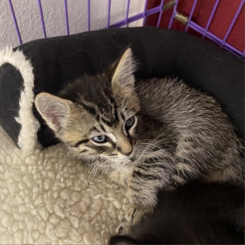 Cove, an adoptable Domestic Medium Hair in Mount Shasta, CA, 96067 | Photo Image 1