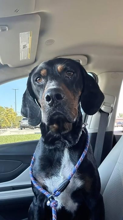 Ansel, an adoptable Hound in Grand Junction, CO, 81503 | Photo Image 1