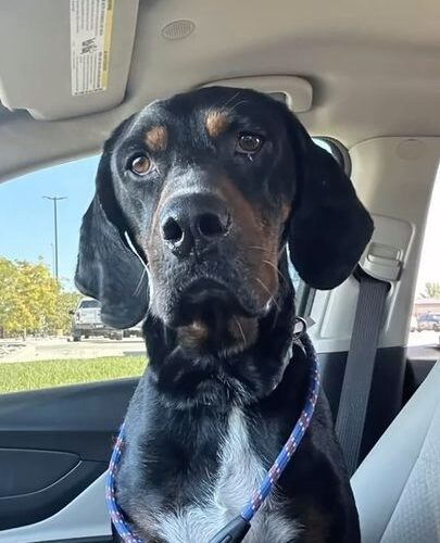 Ansel, an adoptable Hound in Grand Junction, CO, 81503 | Photo Image 2