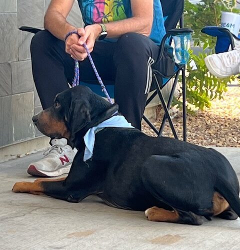 Ansel, an adoptable Hound in Grand Junction, CO, 81503 | Photo Image 2