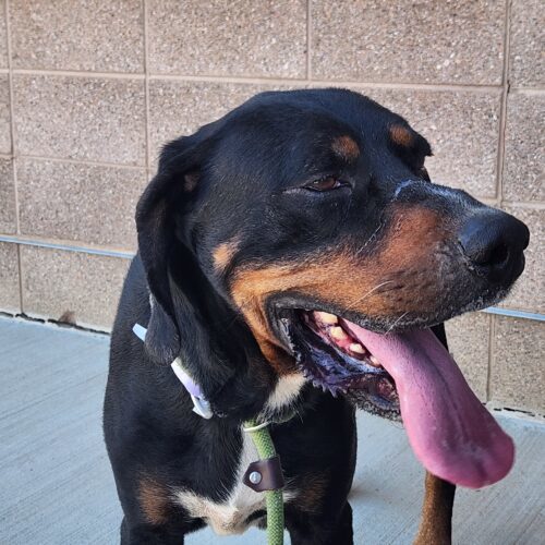 Ansel, an adoptable Hound in Grand Junction, CO, 81503 | Photo Image 3