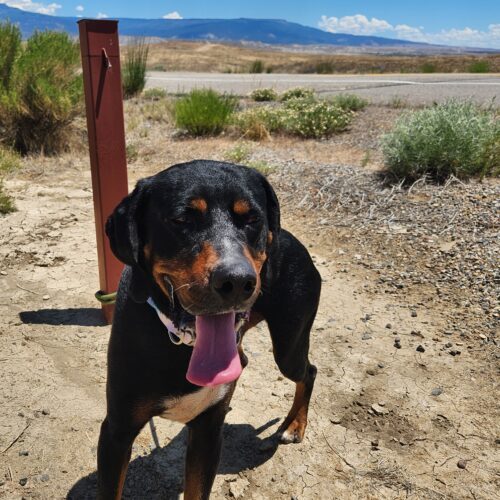 Ansel, an adoptable Hound in Grand Junction, CO, 81503 | Photo Image 4