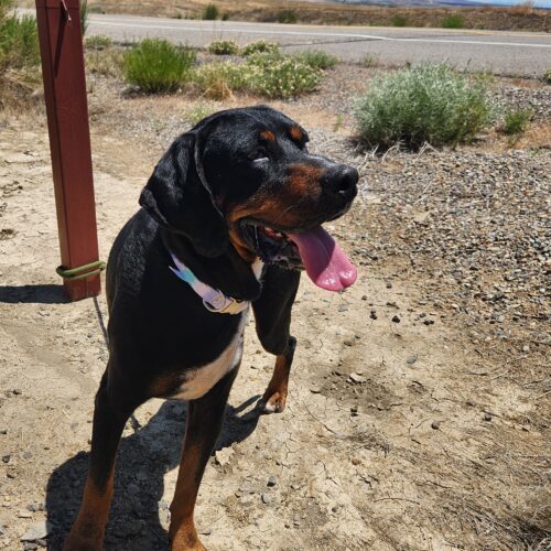 Ansel, an adoptable Hound in Grand Junction, CO, 81503 | Photo Image 5