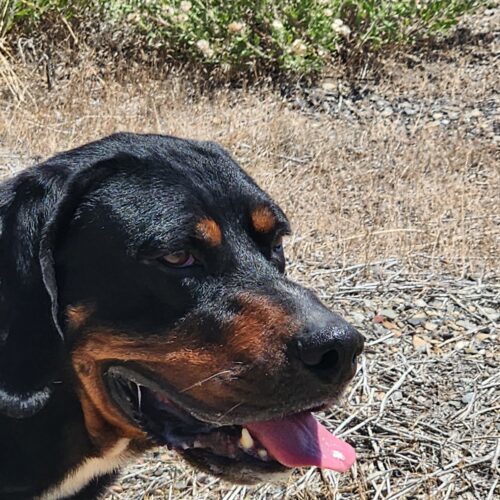 Ansel, an adoptable Hound in Grand Junction, CO, 81503 | Photo Image 6