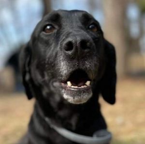 Elaine Willow Labrador Retriever Dog