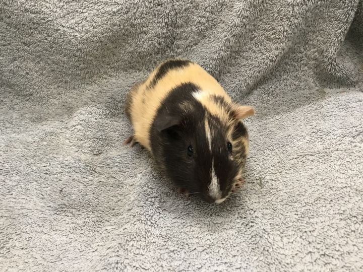 Guinea Pig for adoption Sayra, a Guinea Pig in San Diego, CA Petfinder