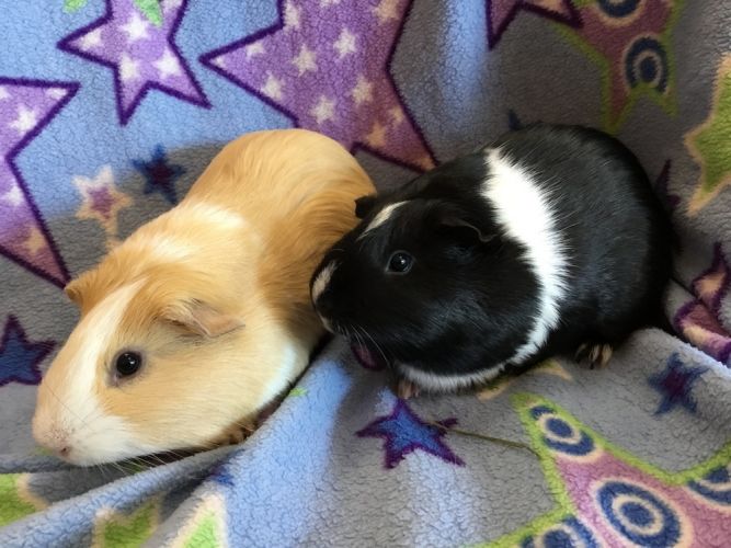 Prickles ( Bonded to Carnation)