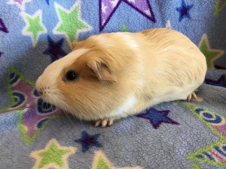 Prickles ( Bonded to Carnation) 2