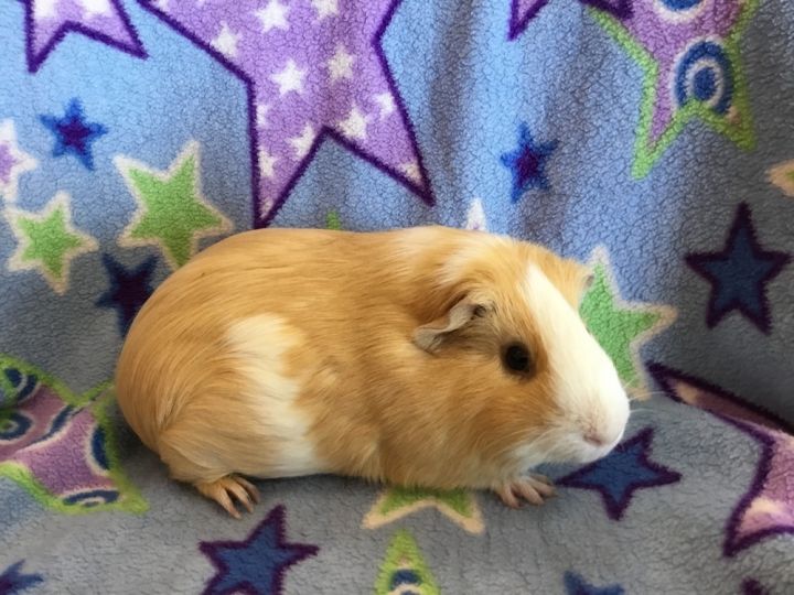 Prickles ( Bonded to Carnation) 3