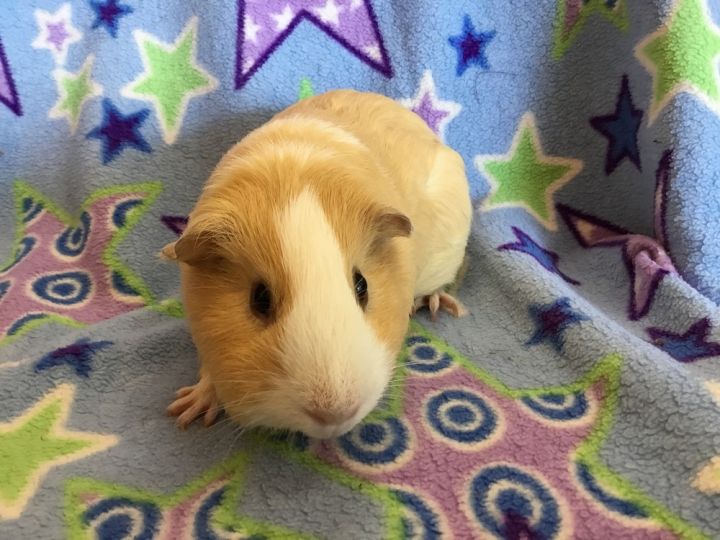 Prickles ( Bonded to Carnation) 4