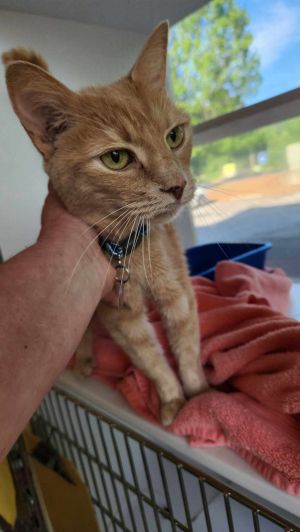 Sandy Tabby Cat