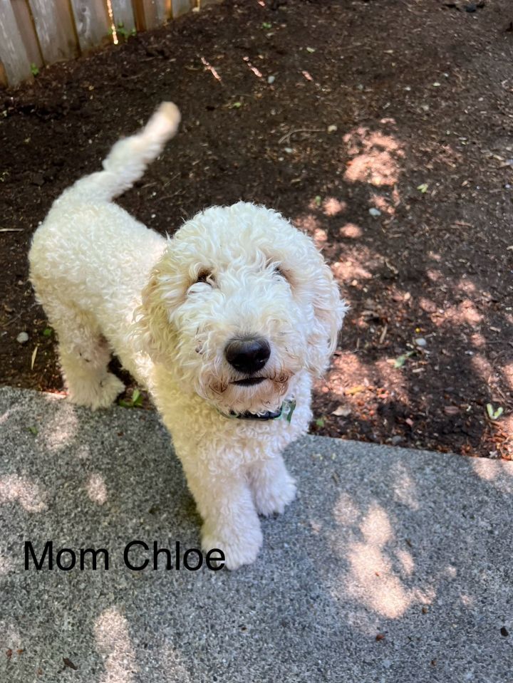 Dog for adoption - Mars - Sweetest Poodle Mix Puppy, a Standard Poodle ...