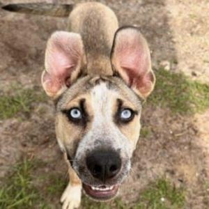 ASPEN Australian Cattle Dog / Blue Heeler Dog