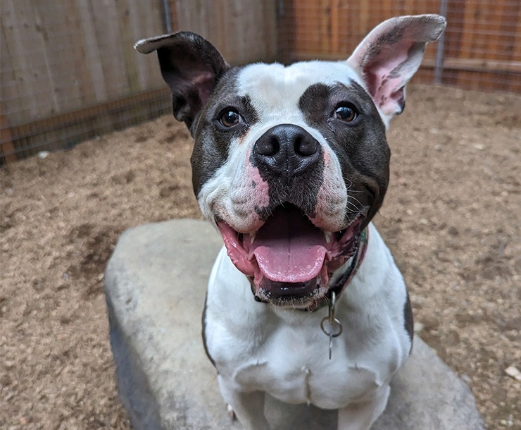 Scotland, an adoptable Pit Bull Terrier in Sultan, WA, 98294 | Photo Image 1