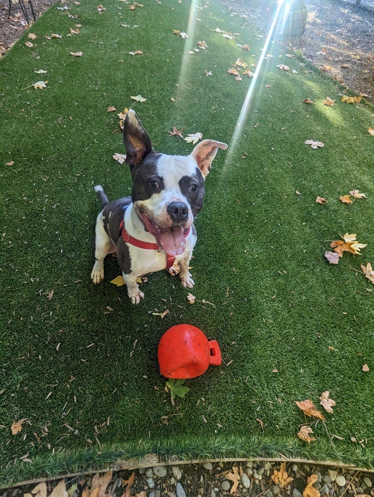 Scotland, an adoptable Pit Bull Terrier in Sultan, WA, 98294 | Photo Image 2