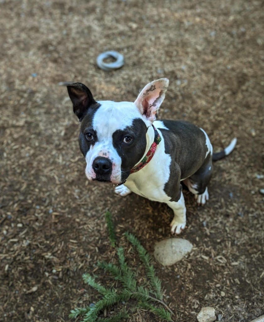 Scotland, an adoptable Pit Bull Terrier in Sultan, WA, 98294 | Photo Image 4