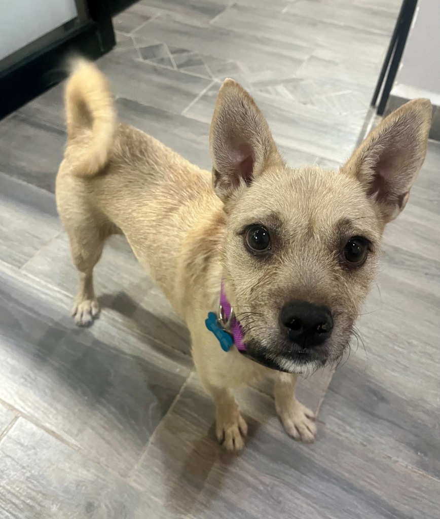 Dona, an adoptable Mixed Breed in San Juan de Abajo, NAY, 63732 | Photo Image 2