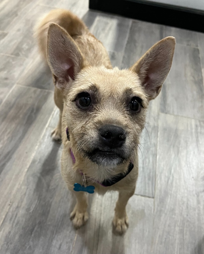 Dona, an adoptable Mixed Breed in San Juan de Abajo, NAY, 63732 | Photo Image 3