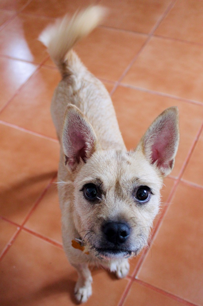 Dona, an adoptable Mixed Breed in San Juan de Abajo, NAY, 63732 | Photo Image 4
