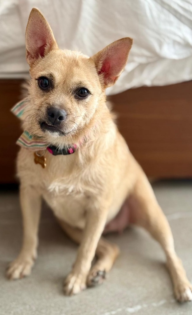 Dona, an adoptable Mixed Breed in San Juan de Abajo, NAY, 63732 | Photo Image 5