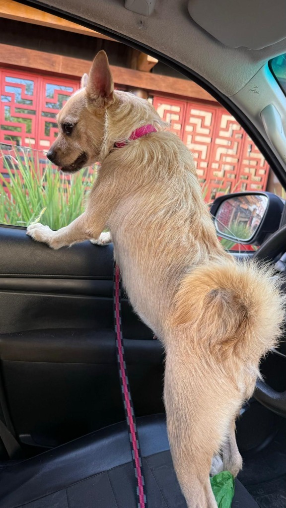 Dona, an adoptable Mixed Breed in San Juan de Abajo, NAY, 63732 | Photo Image 6