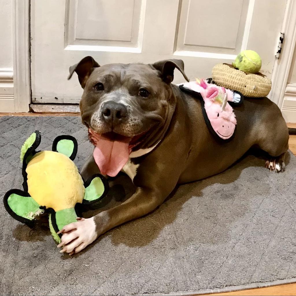 Gunner, an adoptable Pit Bull Terrier in Shawnee, KS, 66214 | Photo Image 1