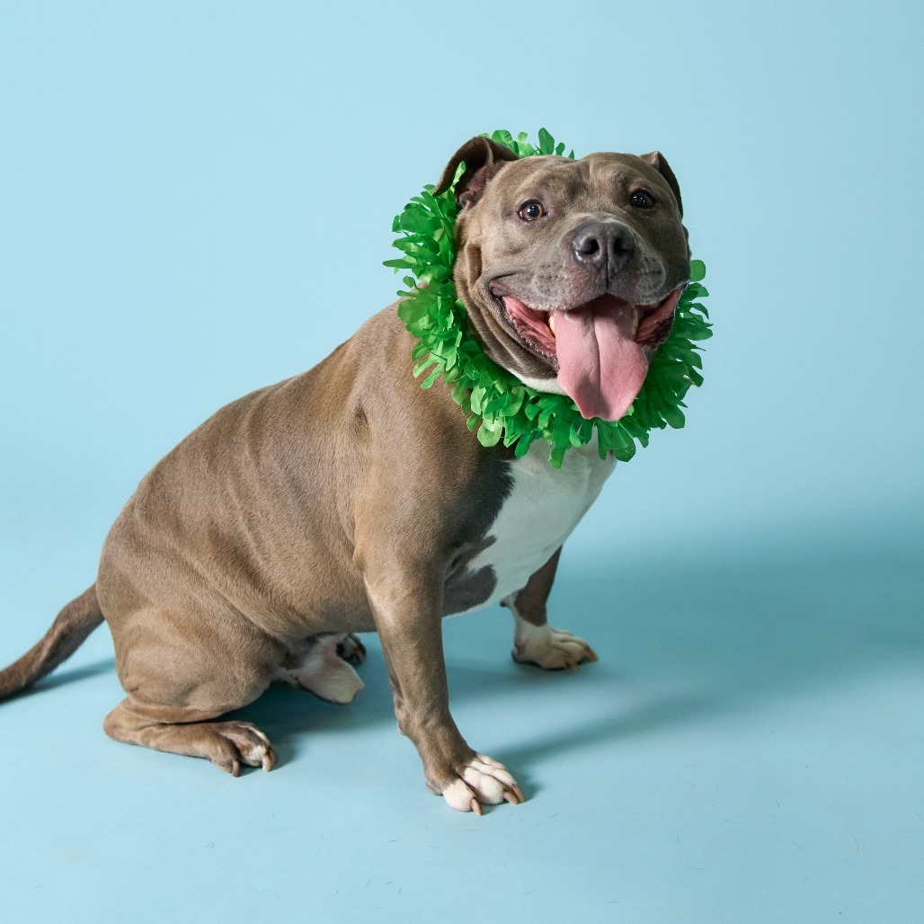 Gunner, an adoptable Pit Bull Terrier in Shawnee, KS, 66214 | Photo Image 1