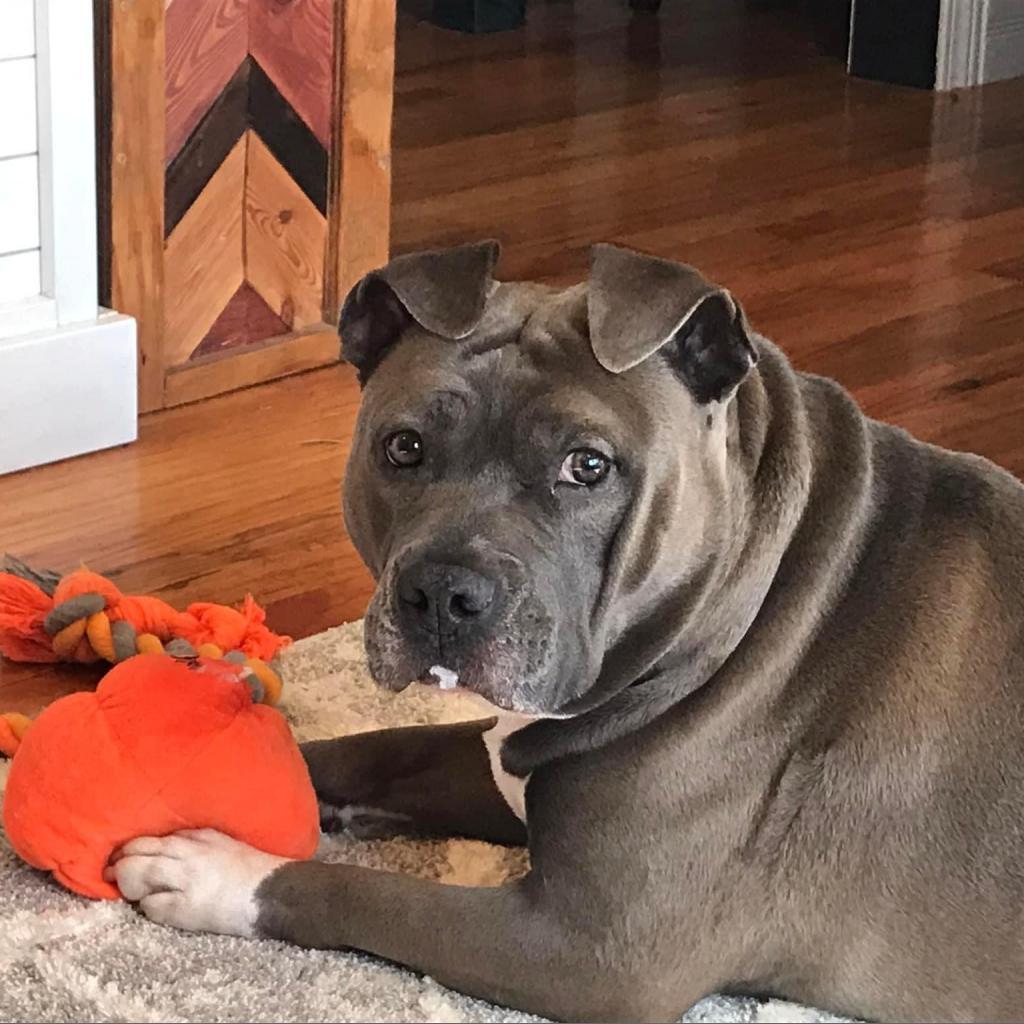 Gunner, an adoptable Pit Bull Terrier in Shawnee, KS, 66214 | Photo Image 2