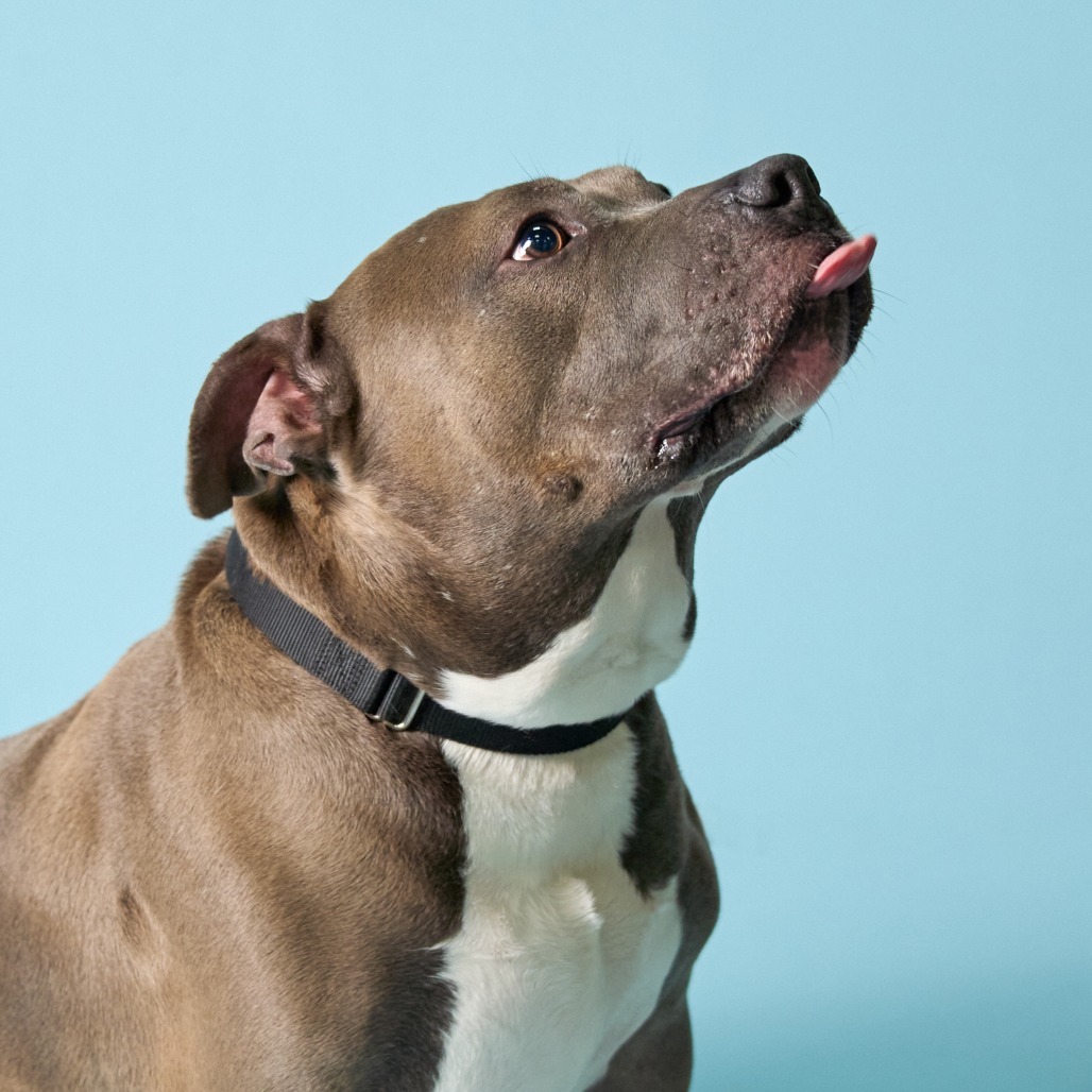 Gunner, an adoptable Pit Bull Terrier in Shawnee, KS, 66214 | Photo Image 2