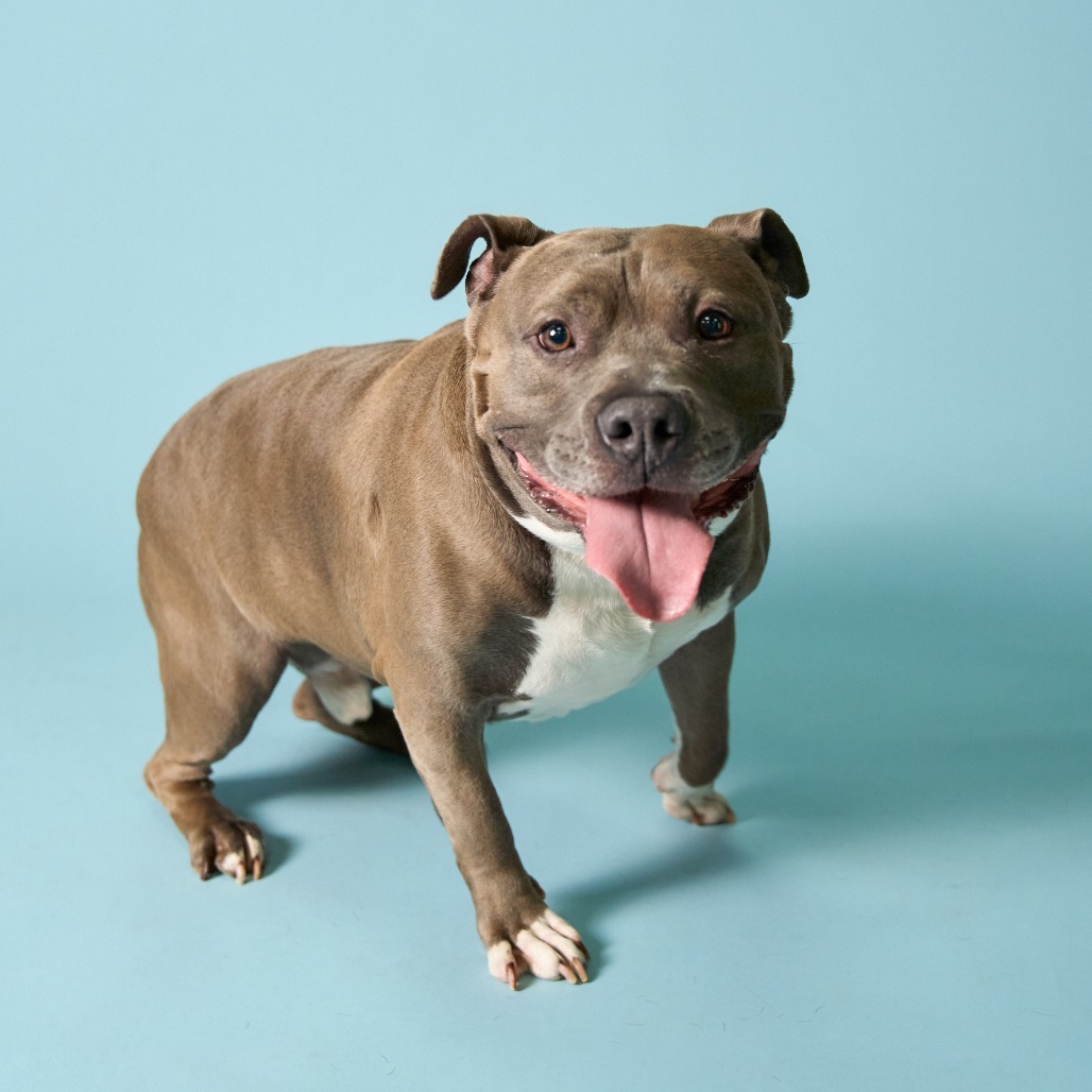 Gunner, an adoptable Pit Bull Terrier in Shawnee, KS, 66214 | Photo Image 3