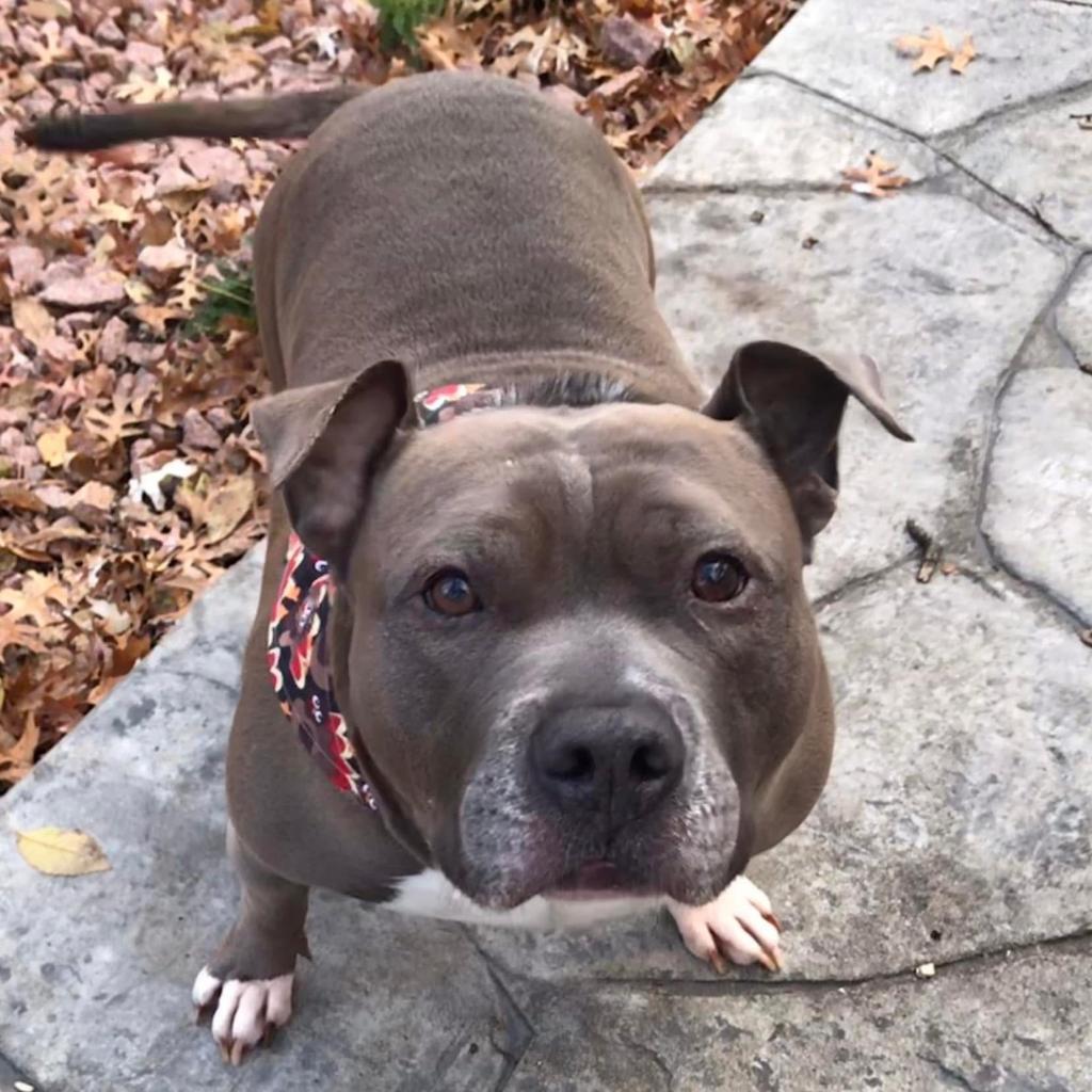 Gunner, an adoptable Pit Bull Terrier in Shawnee, KS, 66214 | Photo Image 4