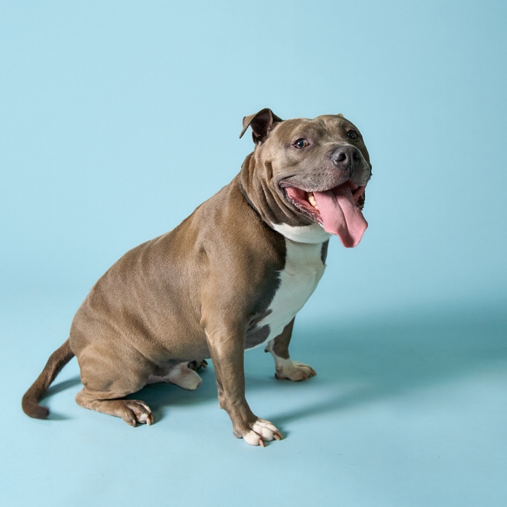 Gunner, an adoptable Pit Bull Terrier in Shawnee, KS, 66214 | Photo Image 4