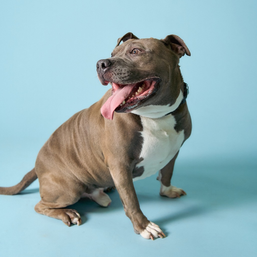 Gunner, an adoptable Pit Bull Terrier in Shawnee, KS, 66214 | Photo Image 5