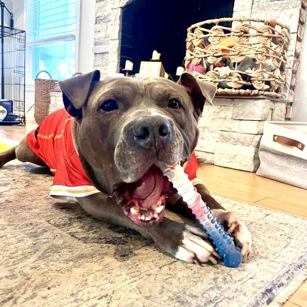 Gunner, an adoptable Pit Bull Terrier in Shawnee, KS, 66214 | Photo Image 6