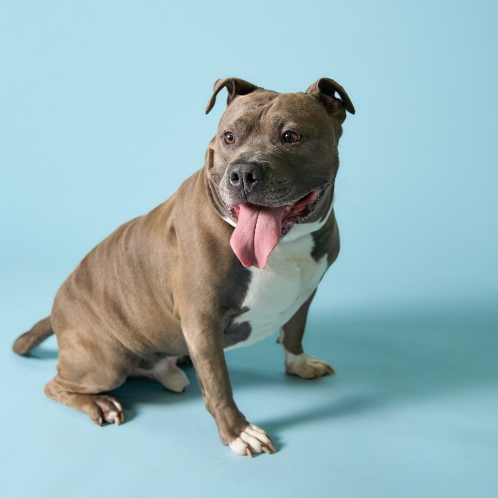Gunner, an adoptable Pit Bull Terrier in Shawnee, KS, 66214 | Photo Image 6
