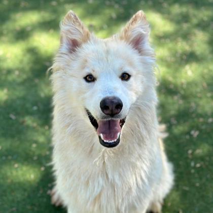 Floof Couture, an adoptable Samoyed, Mixed Breed in El Paso, TX, 79906 | Photo Image 1