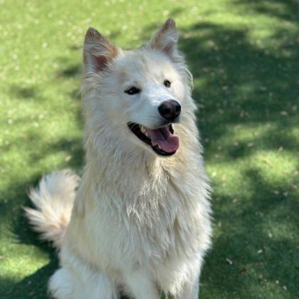 Floof Couture, an adoptable Samoyed, Mixed Breed in El Paso, TX, 79906 | Photo Image 3