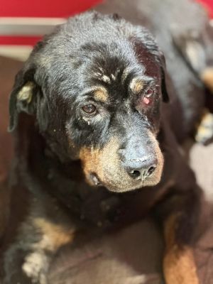 Meet Juno a resilient female Rottweiler with a heart of gold who desperately needs a loving home R