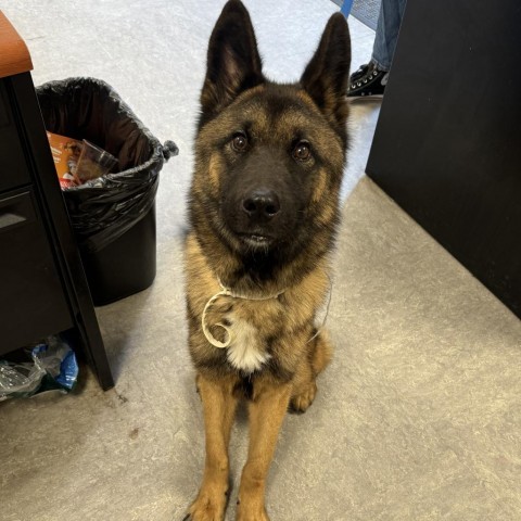 Dog For Adoption - Butch, A German Shepherd Dog In Philadelphia, Pa 