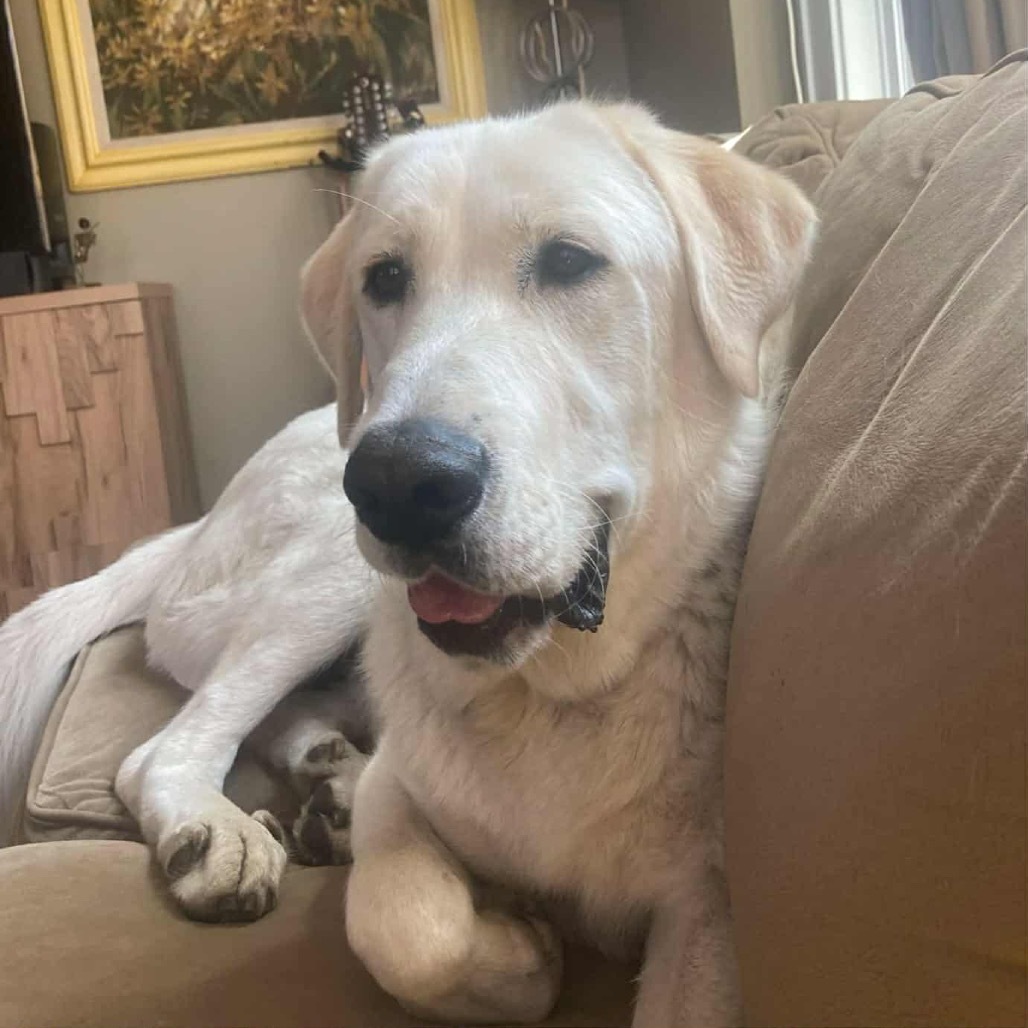 Buddy, an adoptable Great Pyrenees in Jordan, MN, 55352 | Photo Image 1