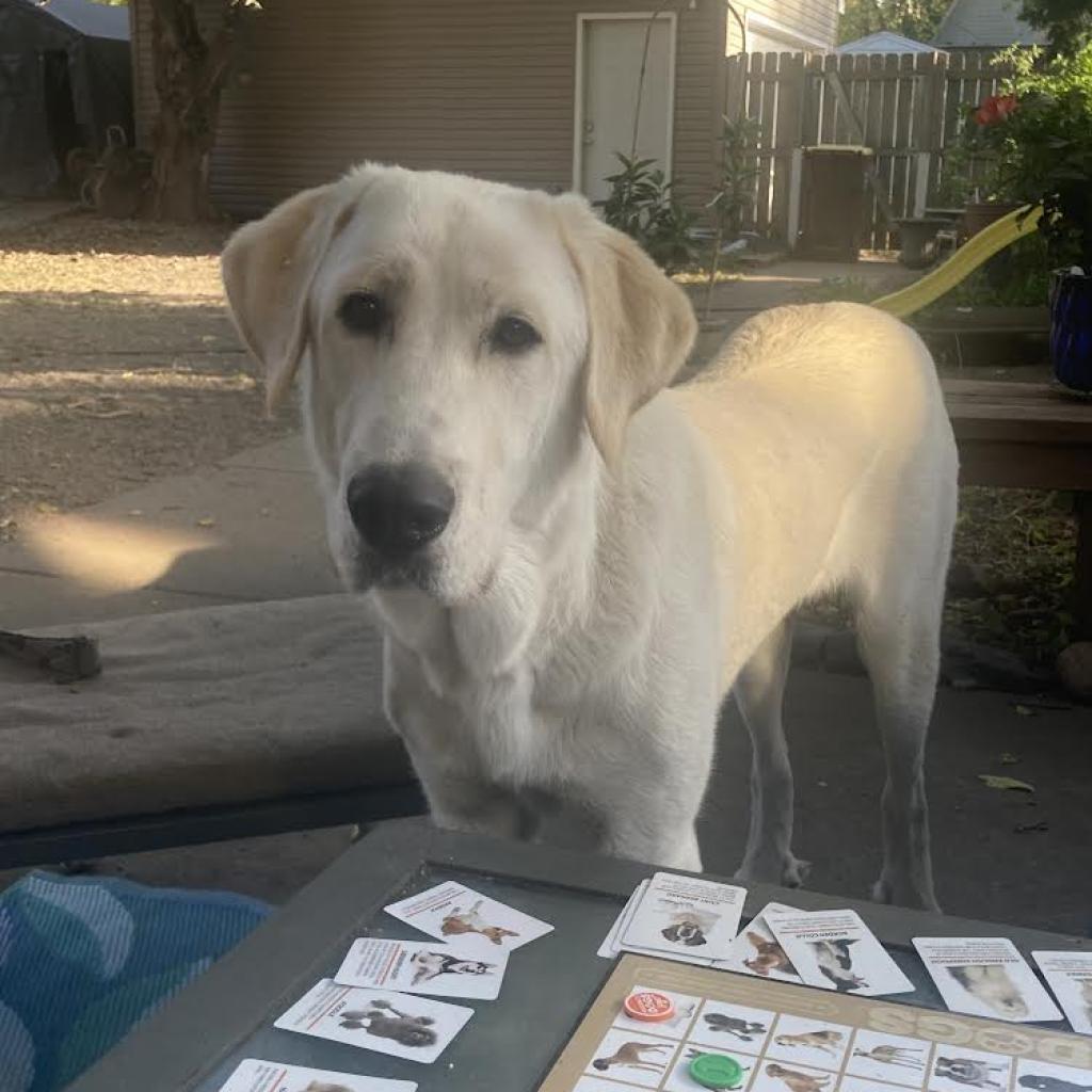 Buddy, an adoptable Great Pyrenees in Jordan, MN, 55352 | Photo Image 2