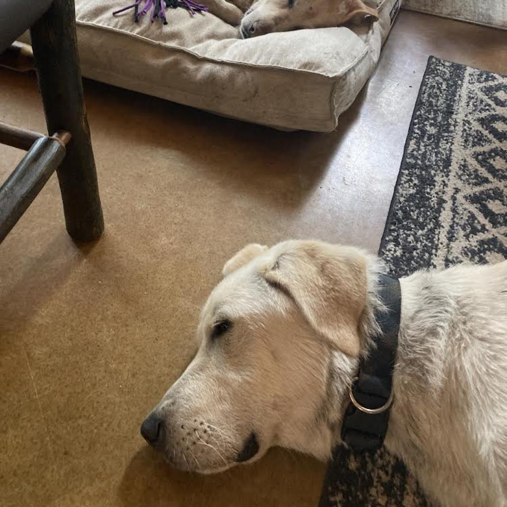 Buddy, an adoptable Great Pyrenees in Jordan, MN, 55352 | Photo Image 4