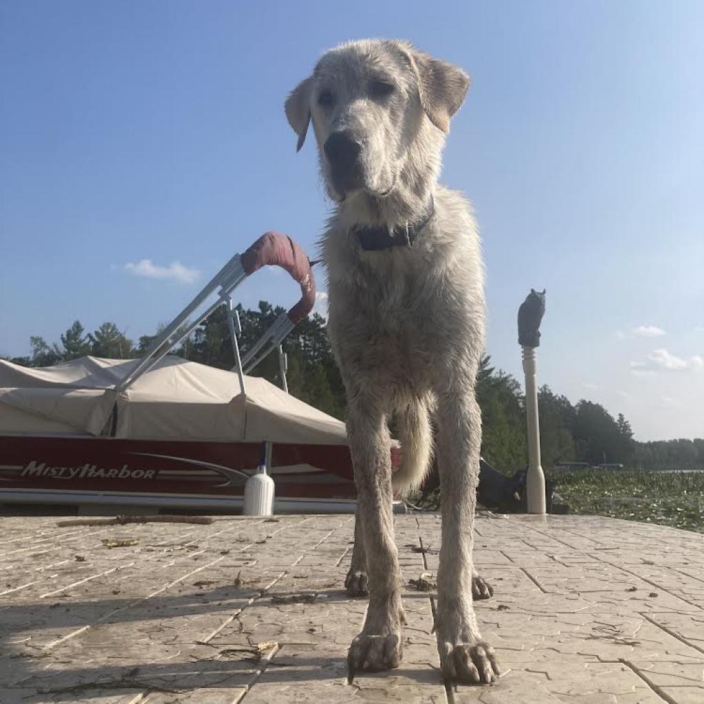 Buddy, an adoptable Great Pyrenees in Jordan, MN, 55352 | Photo Image 5