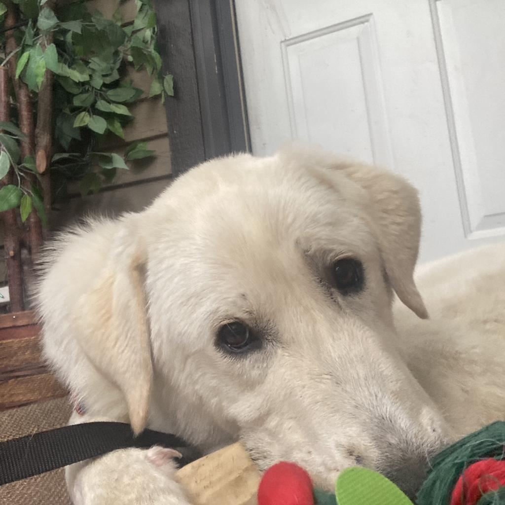 Buddy, an adoptable Great Pyrenees in Jordan, MN, 55352 | Photo Image 6