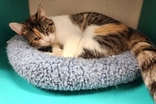 Sweetie, an adoptable Domestic Short Hair in Redding, CA, 96099 | Photo Image 2