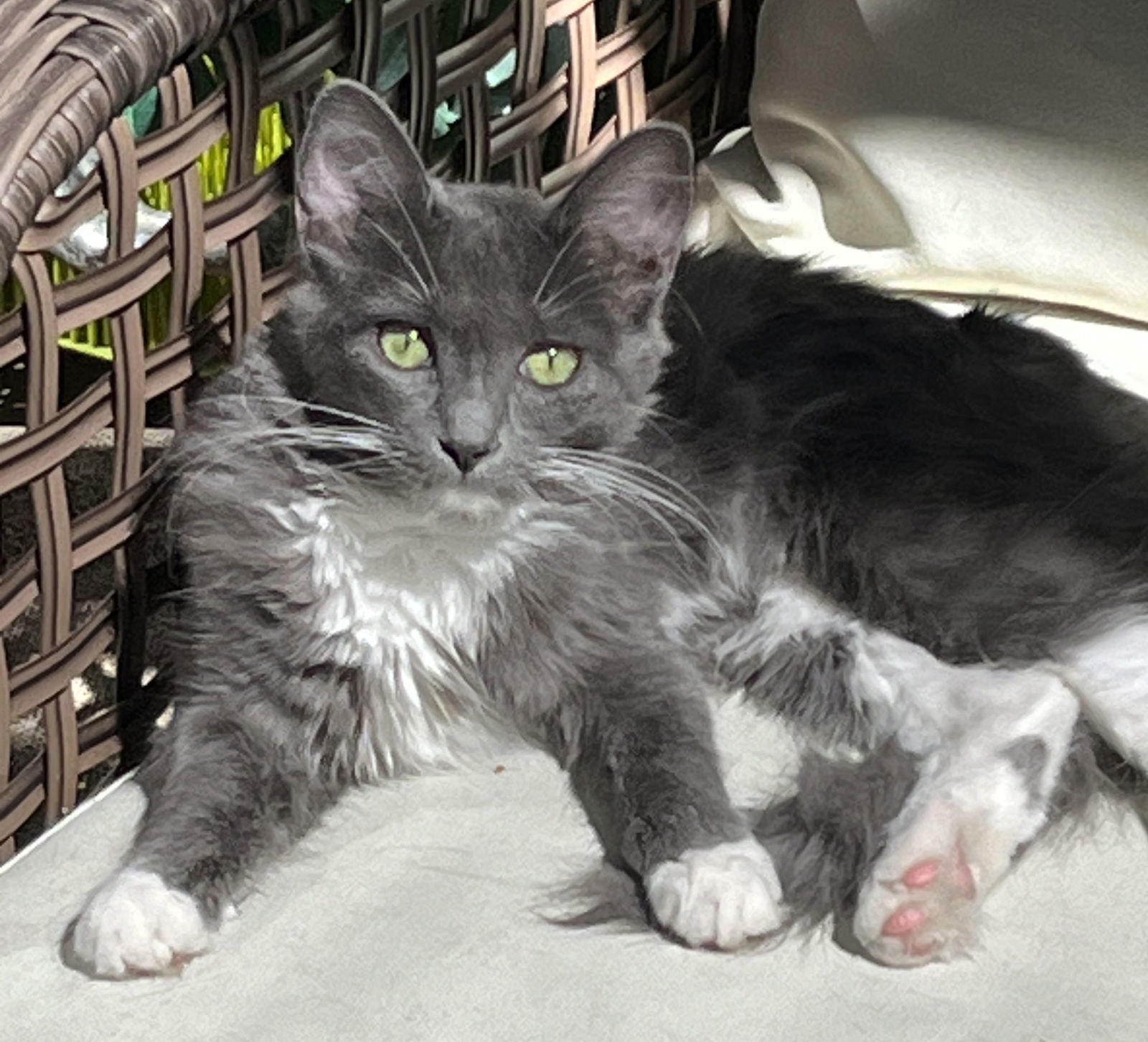 Gia, an adoptable Russian Blue, Ragdoll in Walnut Creek, CA, 94596 | Photo Image 1