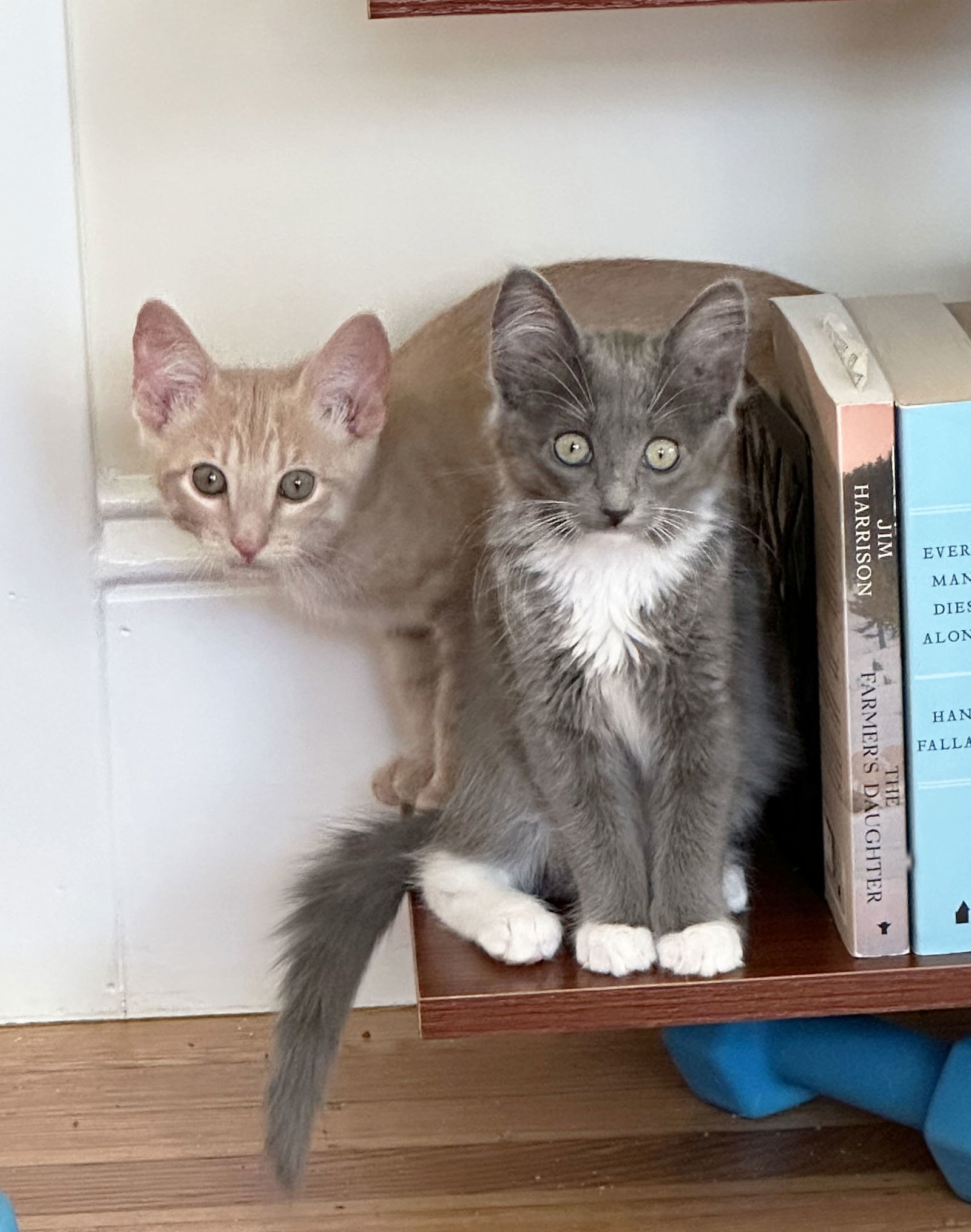 Gia, an adoptable Russian Blue, Ragdoll in Walnut Creek, CA, 94596 | Photo Image 2