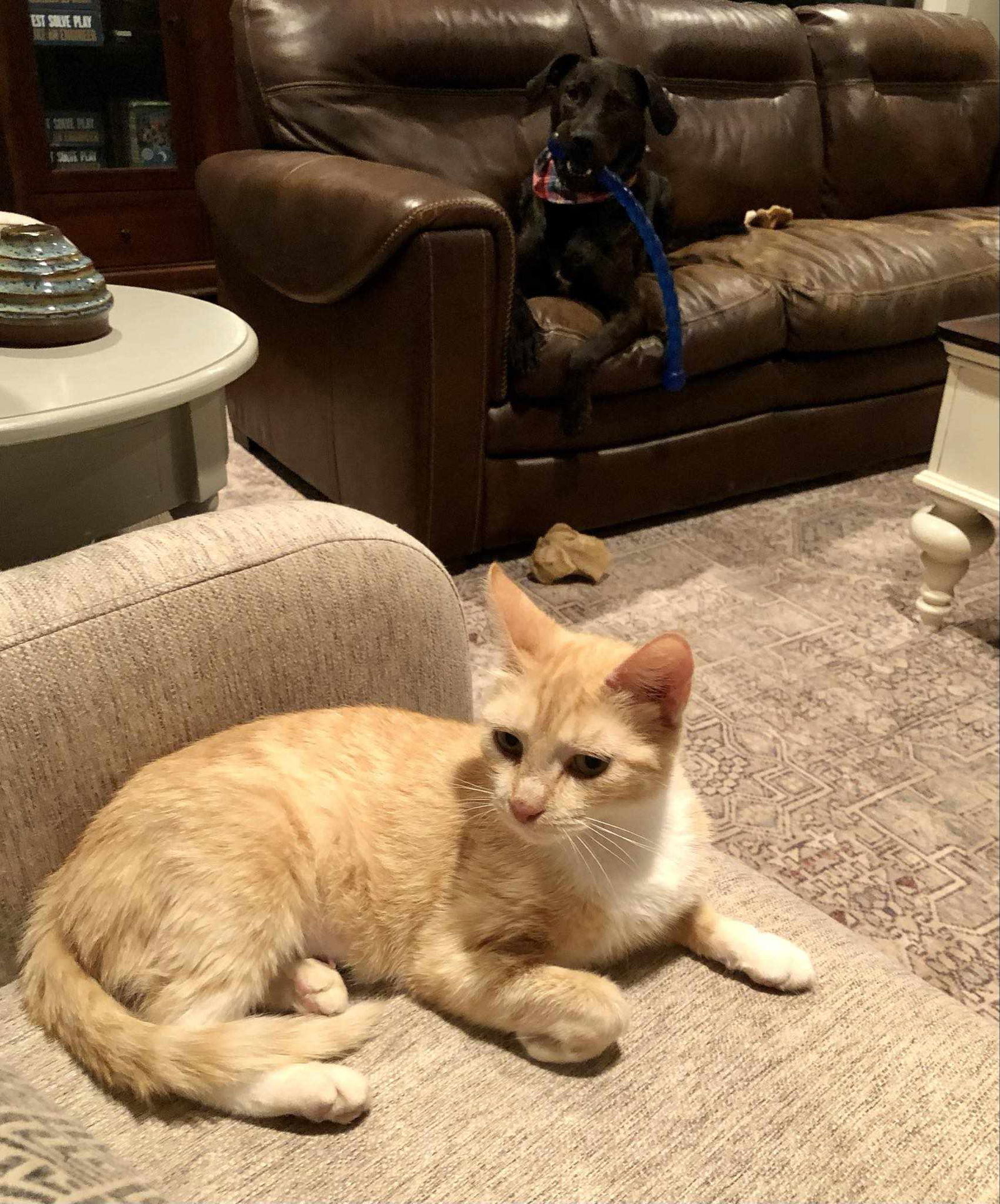 CLEMENTINE- Great kitty!!